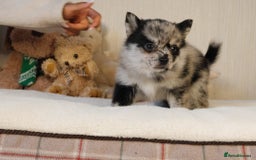 Pomsky dogs for sale: 5 tiny toy pomsky pups - Image 8