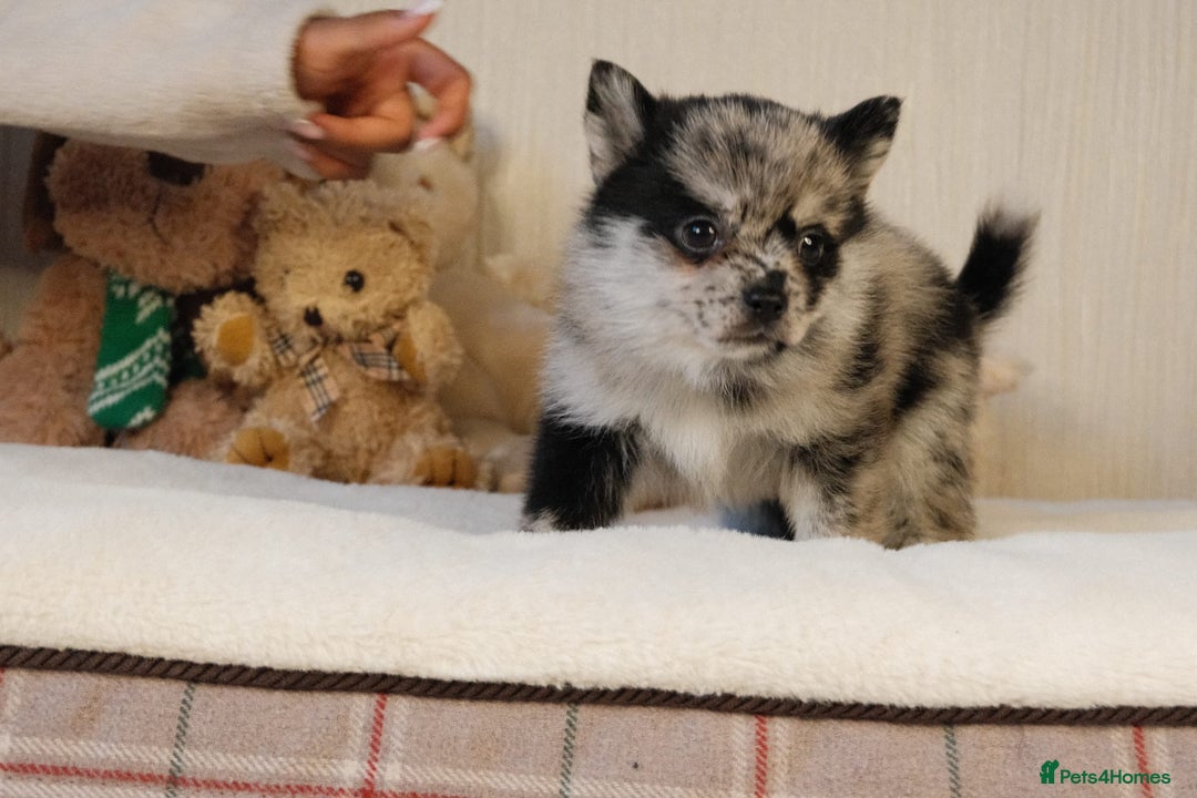 Pomsky dogs for sale: 5 tiny toy pomsky pups - Image 8