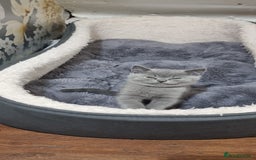 British Shorthair cats for sale: Reduced to clear Britsh shorthair Pure blue boys  - Image 4