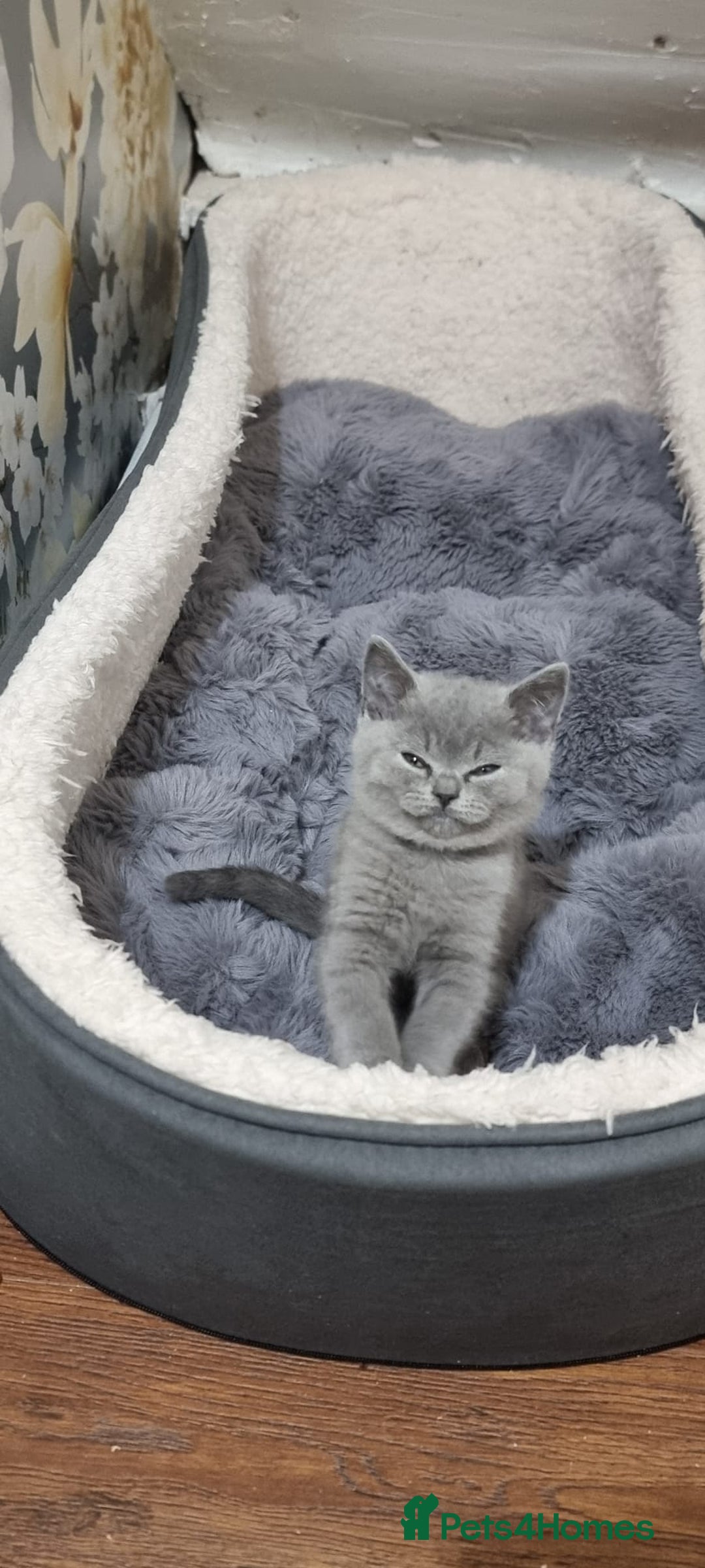 British Shorthair cats for sale: Reduced to clear Britsh shorthair Pure blue boys  - Image 4