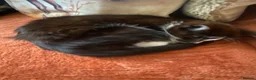 Mixed Breed cats for sale: Black male kitten  - Advert 3