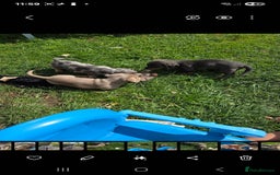 Dachshund dogs for sale: Dachshund puppies  - Image 8