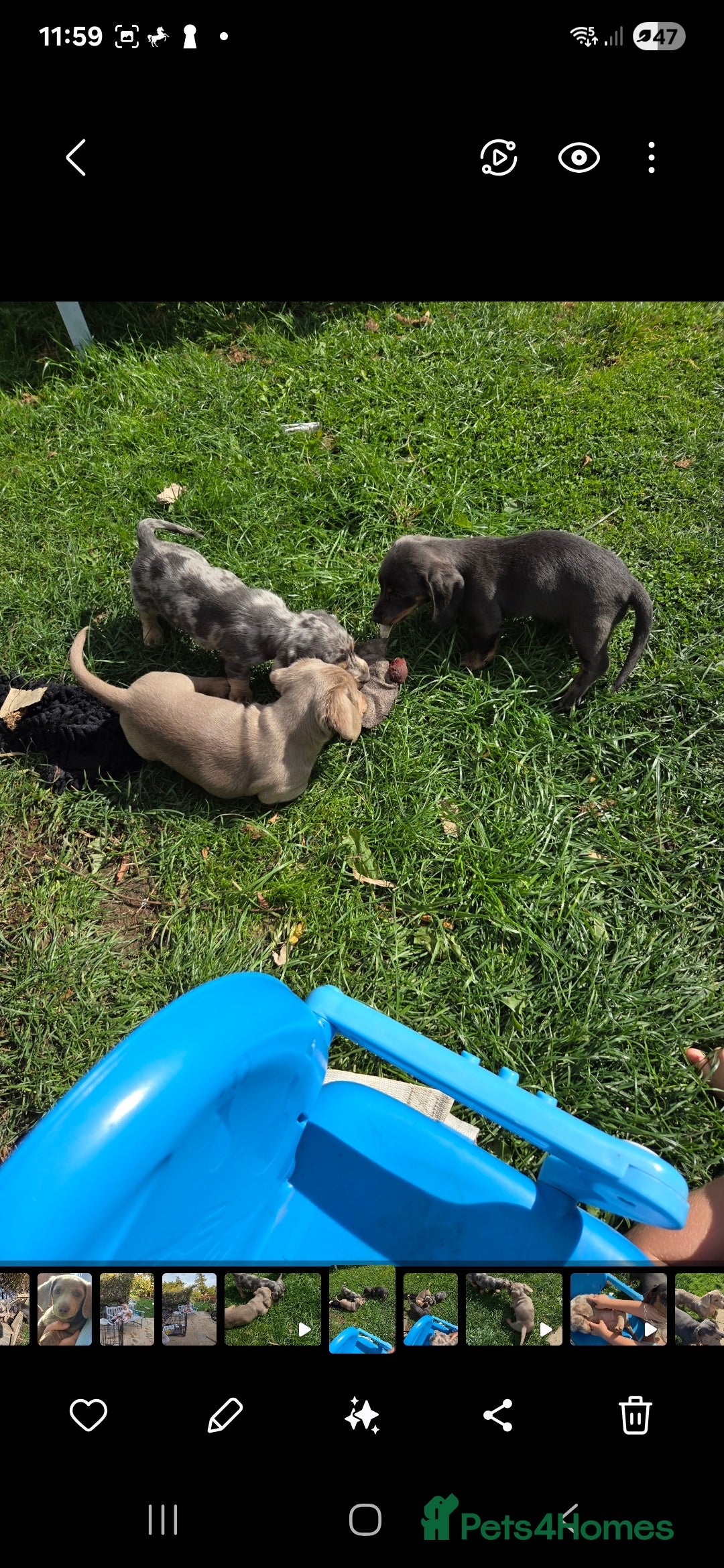 Dachshund dogs for sale: Dachshund puppies  - Image 8