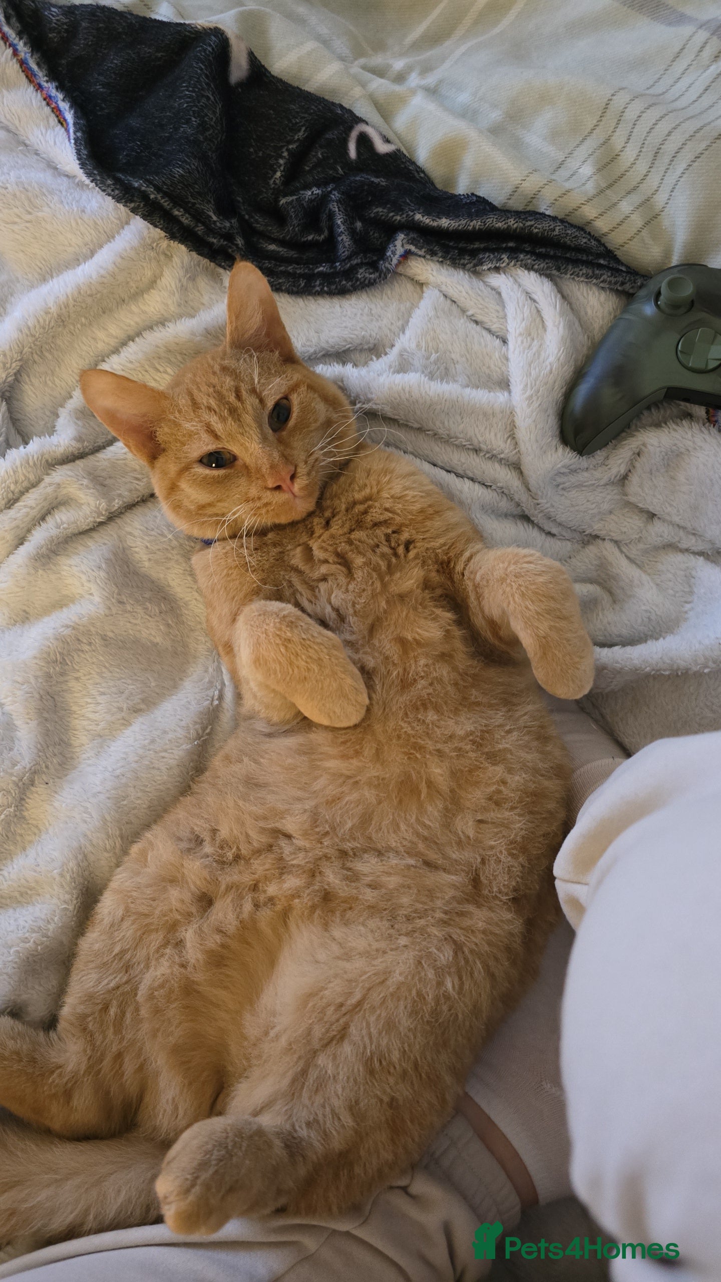 Mixed Breed cats 🐾Loving home wanted🐾 - Advert 15