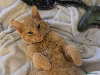 Mixed Breed cats 🐾Loving home wanted🐾 - Advert 2