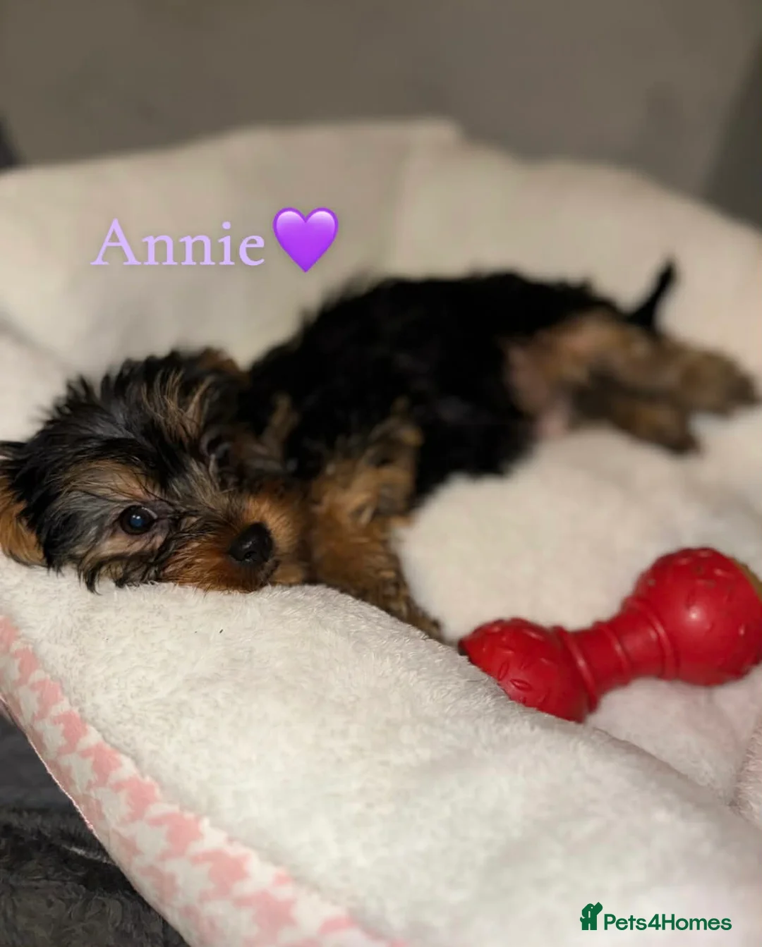 Yorkshire Terrier dogs for sale: Yorkshire Terrier Puppies - Advert 2