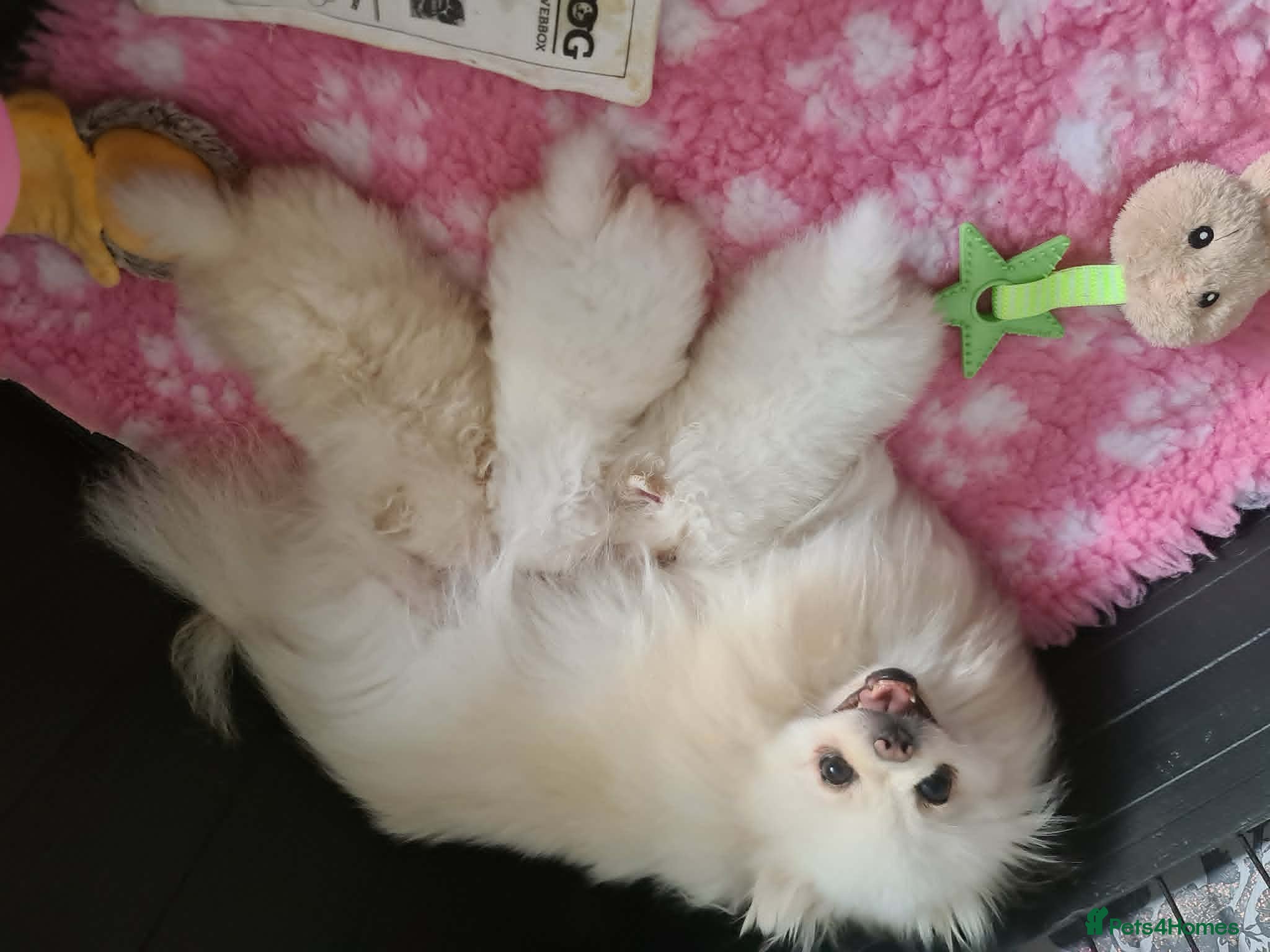 Pomeranian dogs Stunning KC teddy bear Pomeranian Puppies - Advert 1