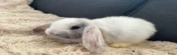 Mini Lop rabbits for sale: 🐰 Beautiful Bunny’s 🐰  - Advert 4