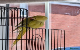 Ringnecks birds for sale: ​For Sale: Young Lutino Indian Ringneck - Image 4
