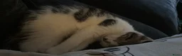 British Longhair cats for sale: British longhair kittens - Advert 3