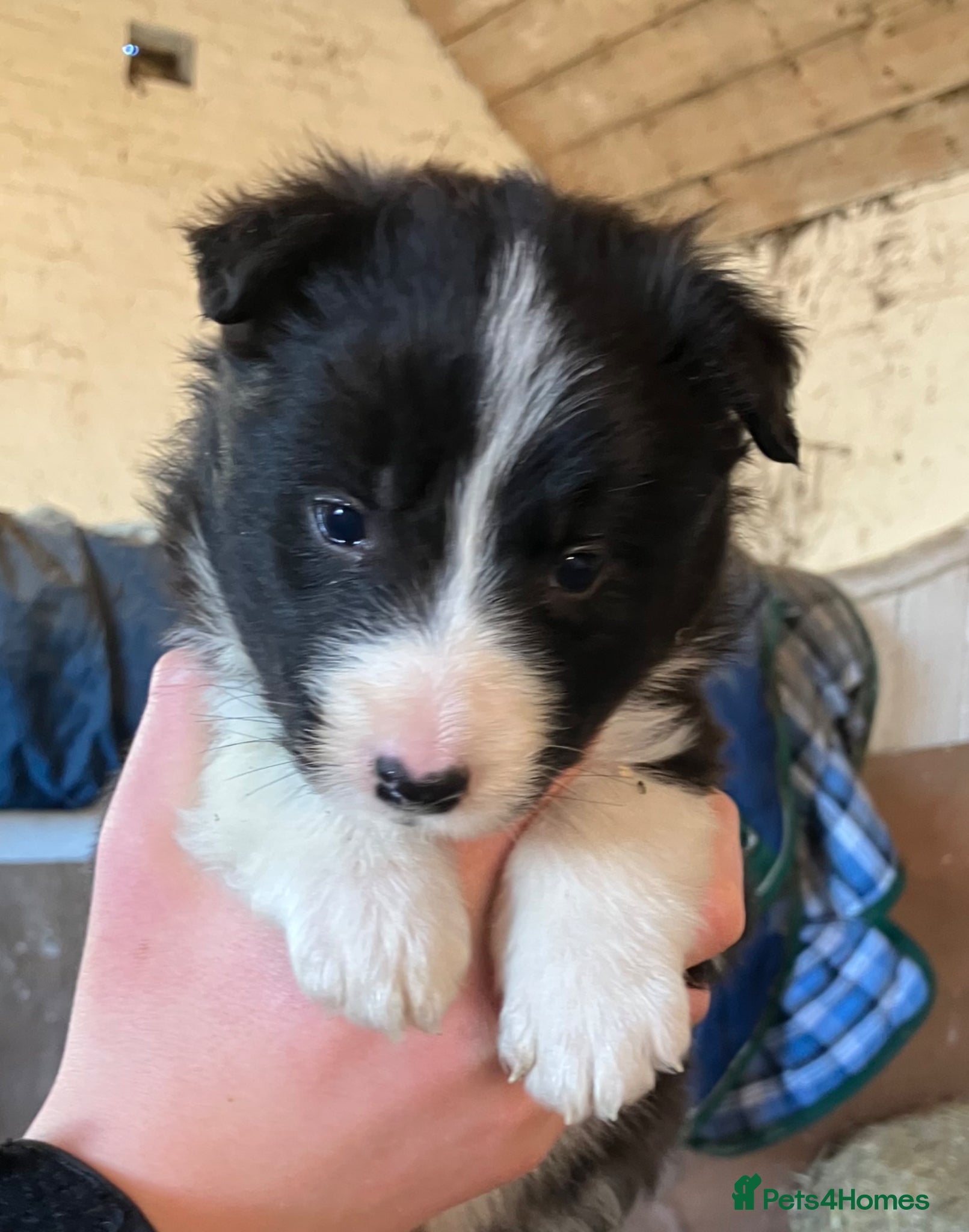 Border Collie dogs ISDS registered Rough Coat Border Collie Pups  - Advert 15
