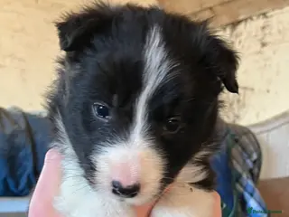 Border Collie dogs ISDS registered Rough Coat Border Collie Pups - Advert 7