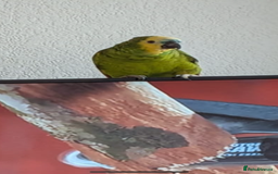 Parrots birds for sale: Blue fronted Amazon parrot - Image 3