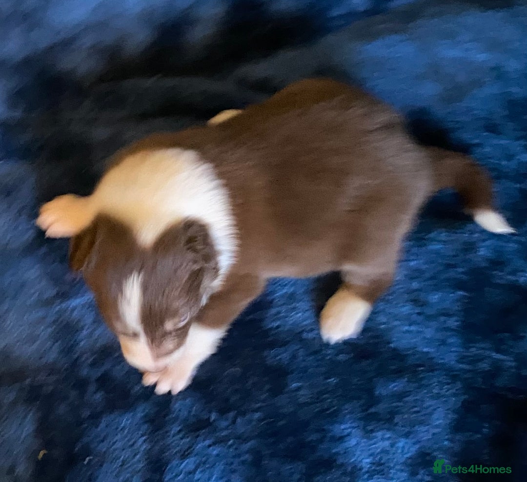 Border Collie dogs for sale: Quality Red, White & Gold Border Collie Pups - Advert 21