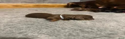 Miniature Dachshund dogs for sale: Beautiful KC registered miniature dachshunds - Advert 15