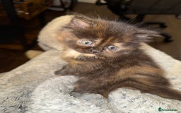 Persian cats for sale: x2 Persian Kitten for sale - Image 9
