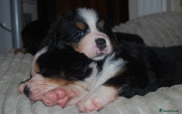 Bernese Mountain Dog dogs for sale: Beautiful pups from fully health tested patents - Image 5