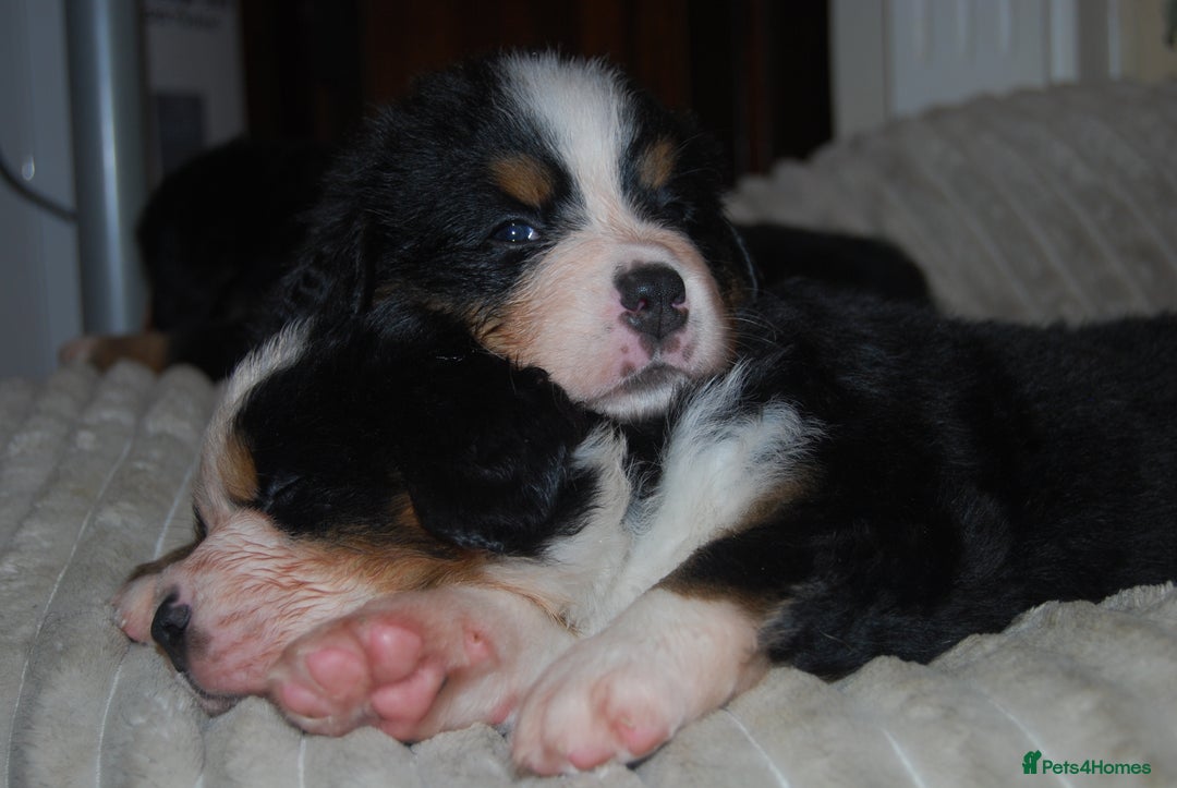 Bernese Mountain Dog dogs for sale: Beautiful pups from fully health tested patents - Image 5