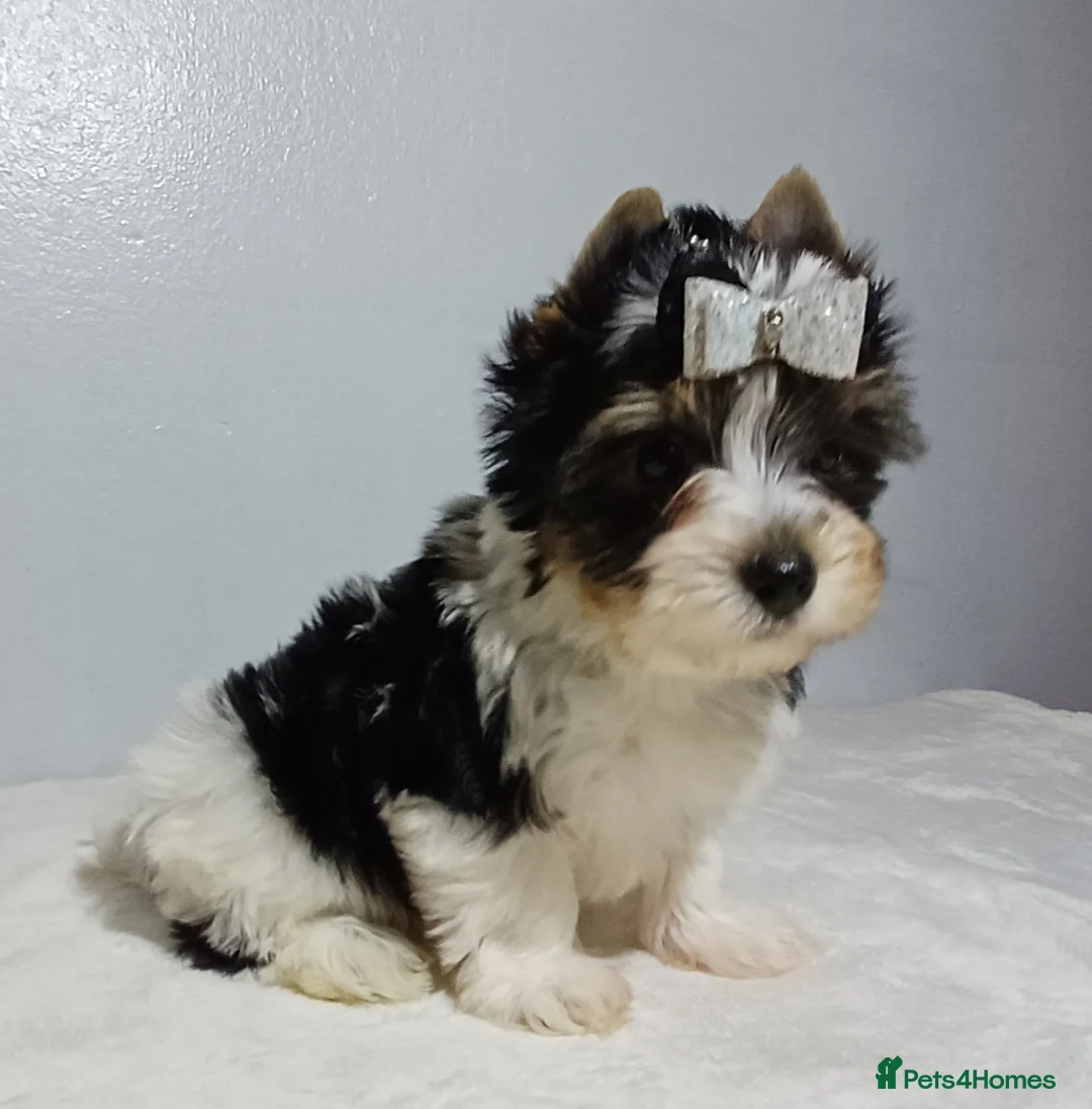 Yorkshire Terrier dogs for sale: 100% Biewer yorkshire-terrier Pedigree  - Advert 22