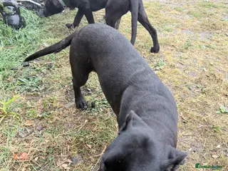 Mixed Breed dogs 2 puppies for sale - Advert 6