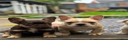 French Bulldog dogs for sale: Pink Fluffy Choc and Tan French Bulldog Puppies - Advert 17
