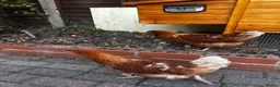 Chickens poultry for sale: 4 Hens for £70 in Manchester - Advert 25