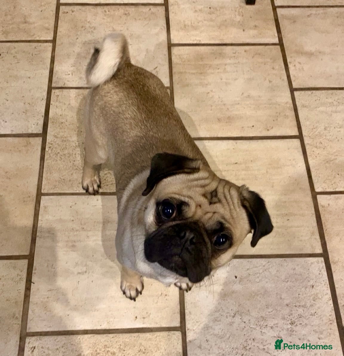Pug dogs Handsome Pug looking for new home - Advert 4
