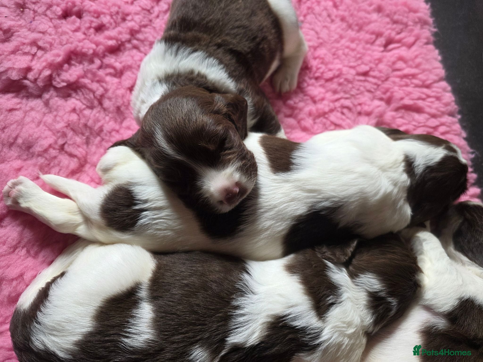 English Springer Spaniel dogs KC Health Tested, Home Reared 5 ⭐️ Liver Pups - Advert 2