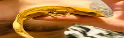 Gecko reptiles for sale: crested gecko  in Driffield - Advert 3