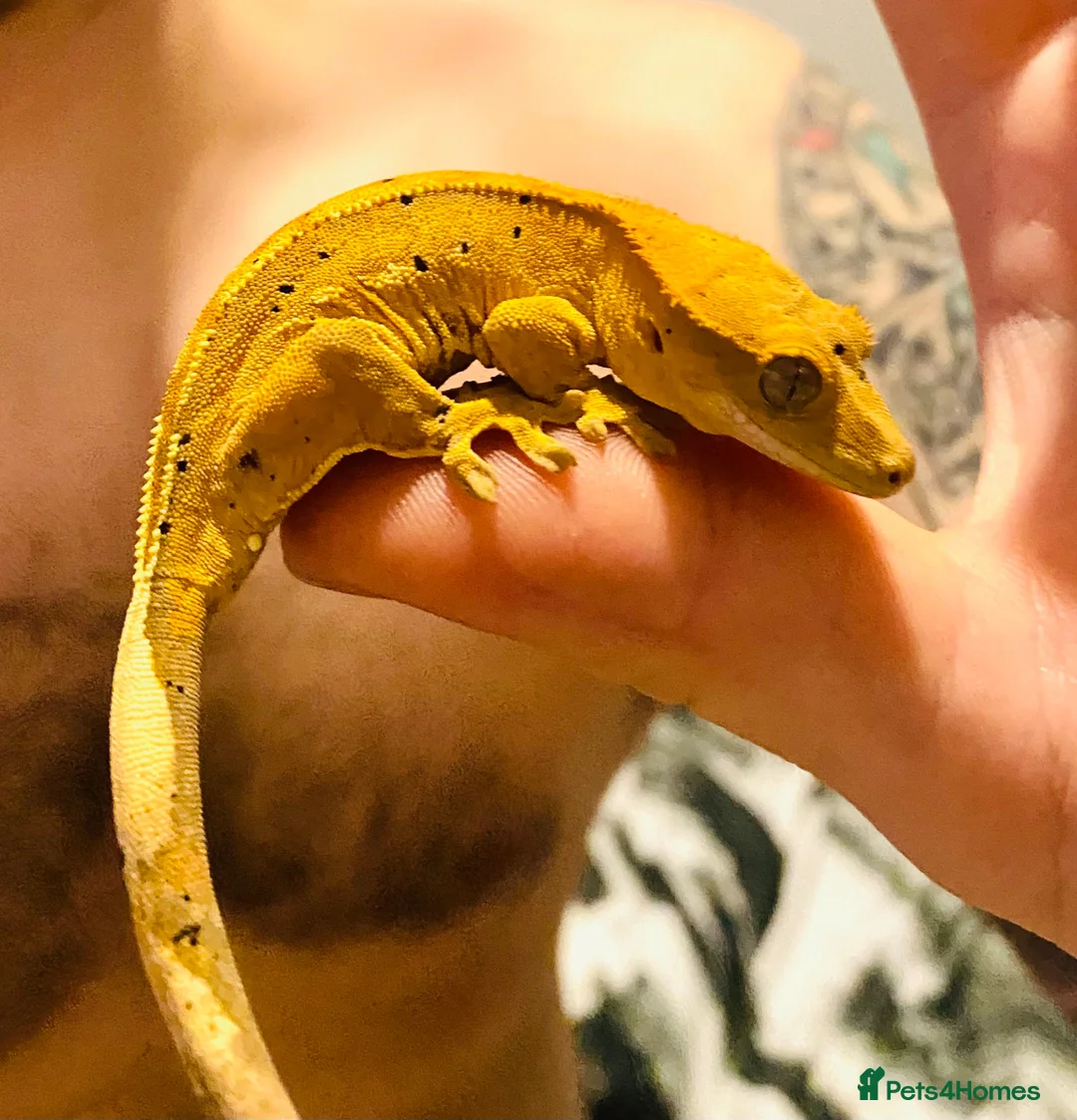 Gecko reptiles for sale: crested gecko  in Driffield - Advert 3