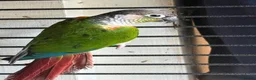 Conures birds for sale: Pair of conures for sale - Advert 2