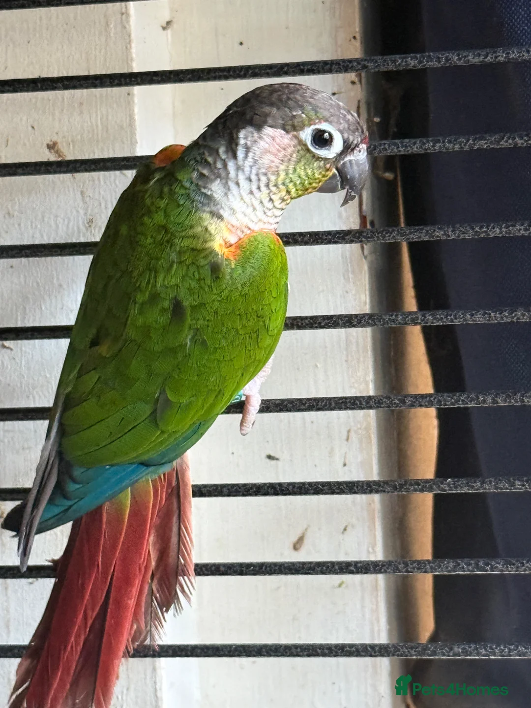 Conures birds for sale: Pair of conures for sale - Advert 2