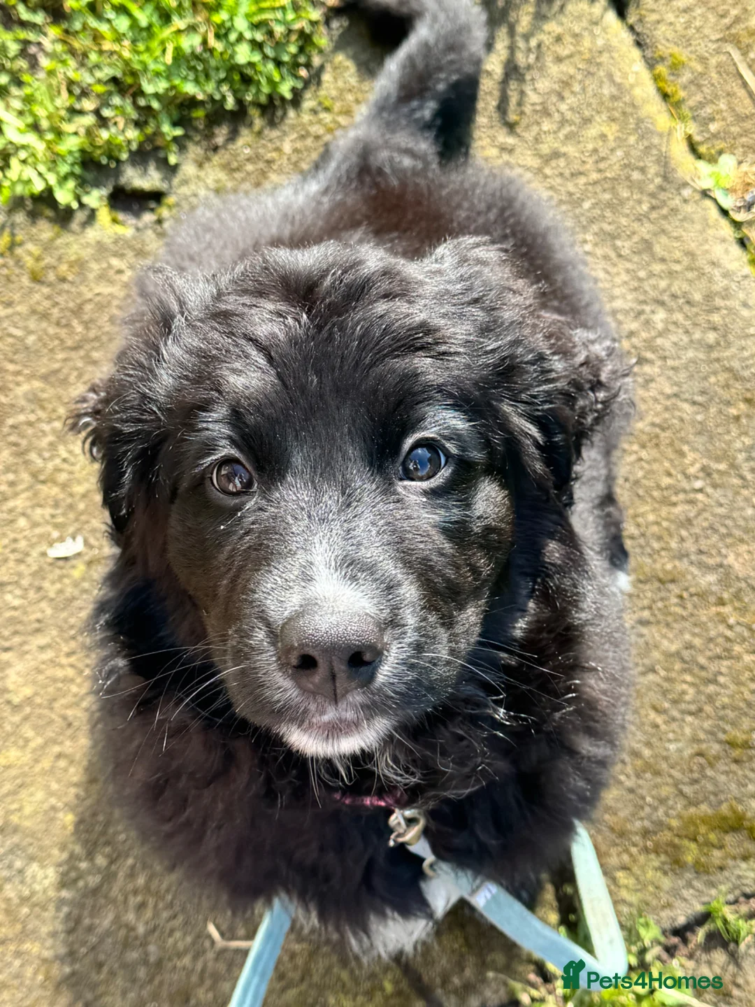 Mixed Breed dogs for sale: Chilli in Crieff - Advert 2