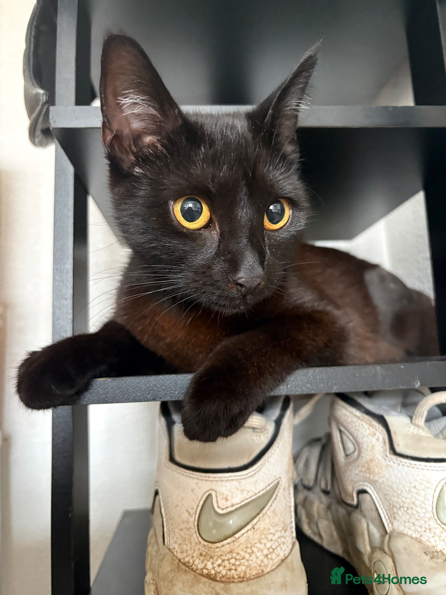 Mixed Breed cats 2 Cats looking for forever homes - Advert 1