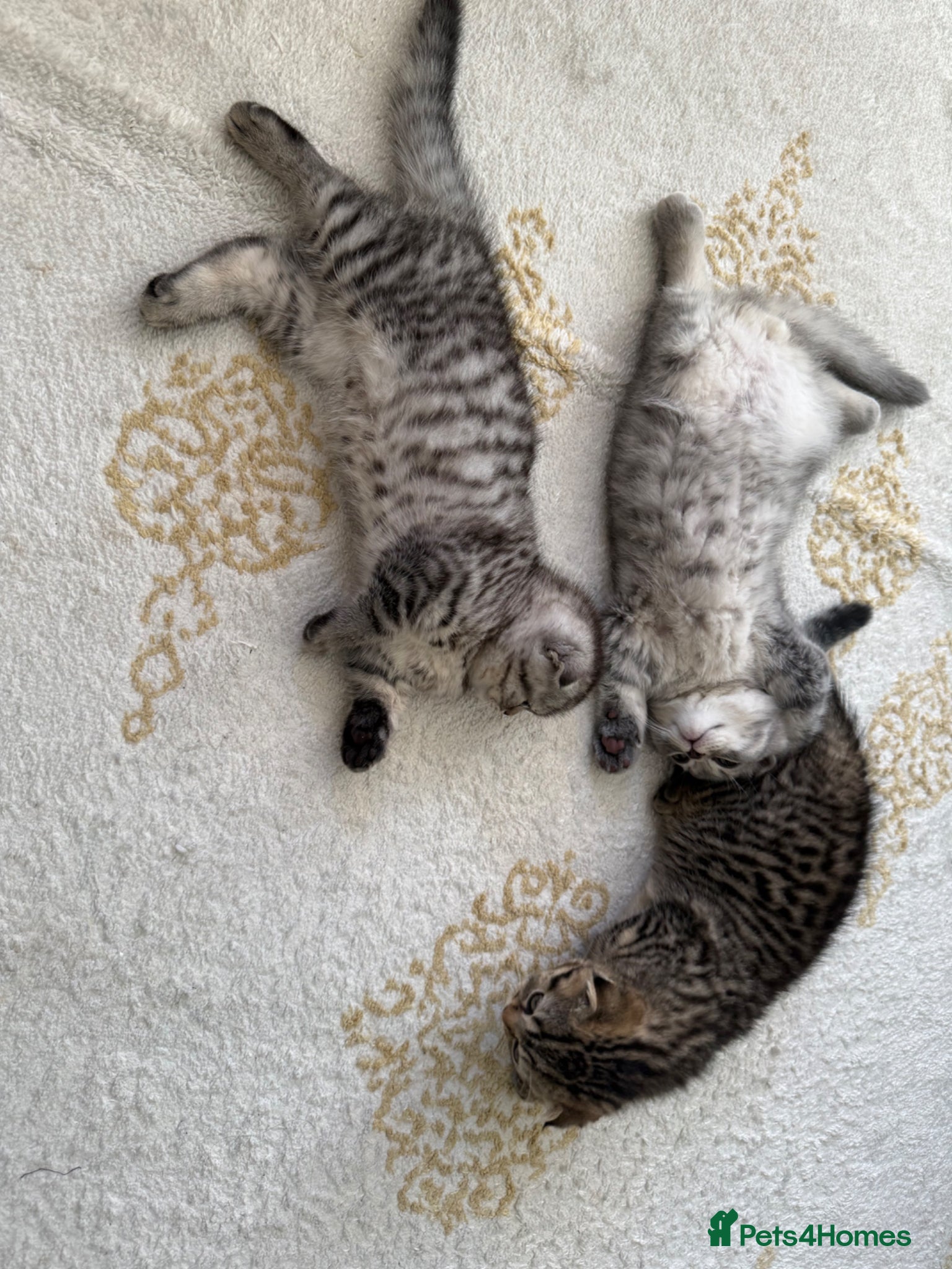 Scottish Fold cats Adorable Scottish fold kittens for sale🐾 - Advert 1