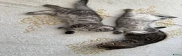 Scottish Fold cats for sale: Adorable Scottish fold kittens for sale🐾 - Advert 9