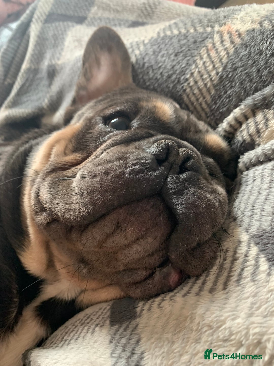 French Bulldog dogs for sale: Finn the frenchie  - Image 4