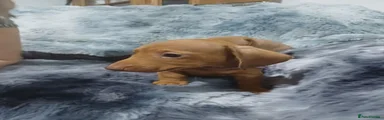Dachshund 5
