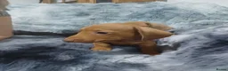 Dachshund dogs for sale: Dachshund  - Advert 8