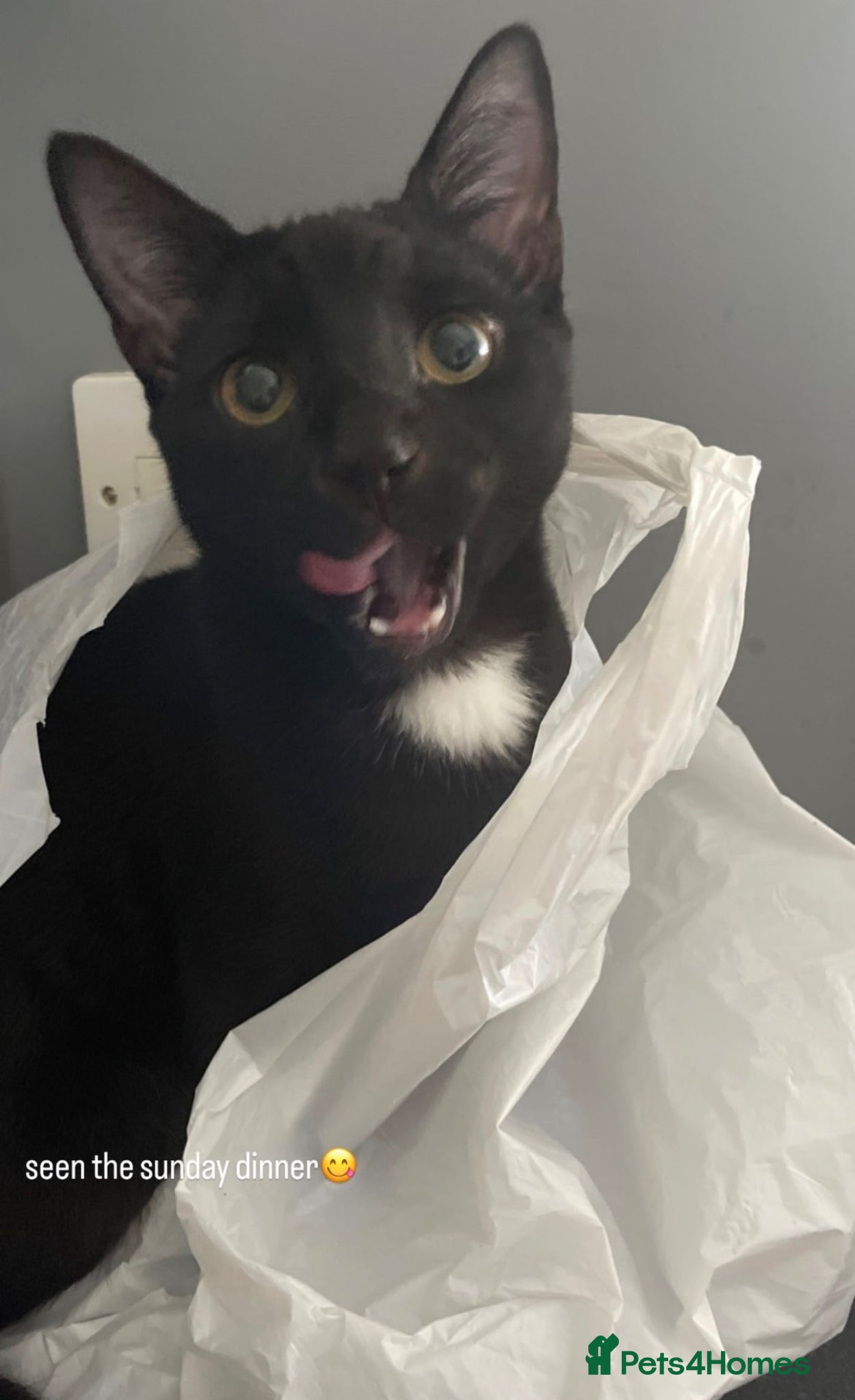 Mixed Breed cats Moss  - Advert 5