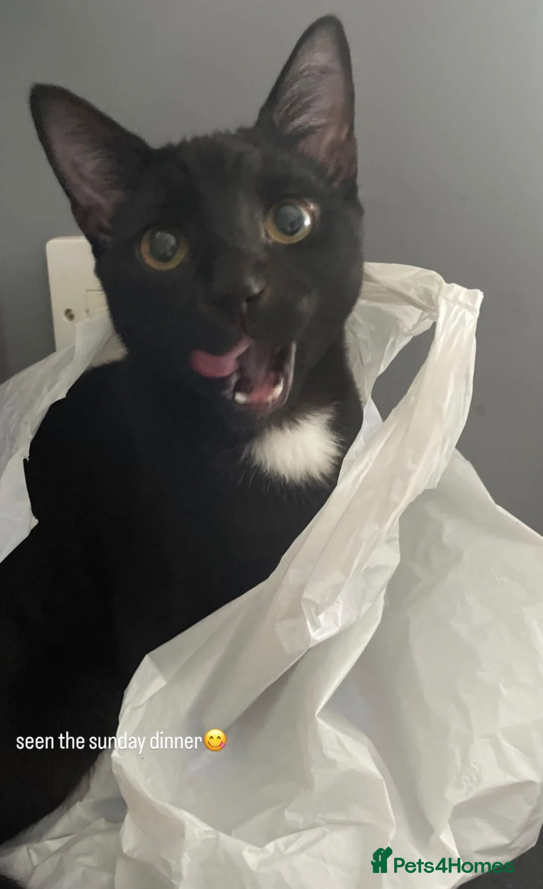 Mixed Breed cats for sale: Moss  in Durham - Advert 1