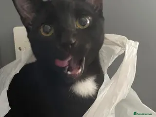 Mixed Breed cats Moss - Advert 10