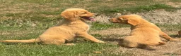 Golden Retriever dogs for sale: KC Healthy Golden Retriever Puppies - Advert 4