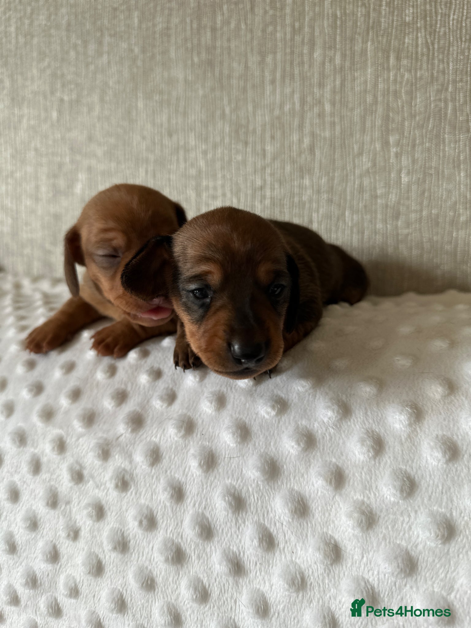 Miniature Dachshund dogs KC champion bloodline PRA clear minature dachshund - Advert 2