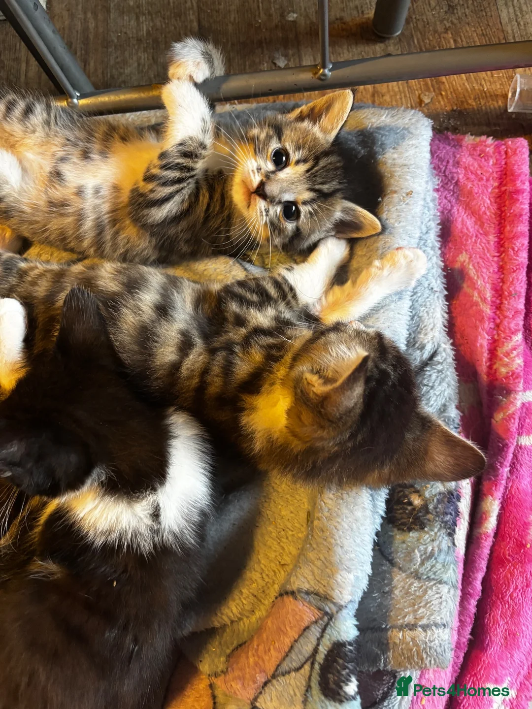 Mixed Breed dogs for sale: 4 beautiful girl kittens ready now  in Biggleswade - Advert 4