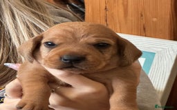 Basset Fauve De Bretagne dogs for sale: Basset Fauve De Bretagne Pups - Image 7