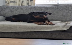 Rottweiler dogs for sale: 6 months male Rottie - Image 6