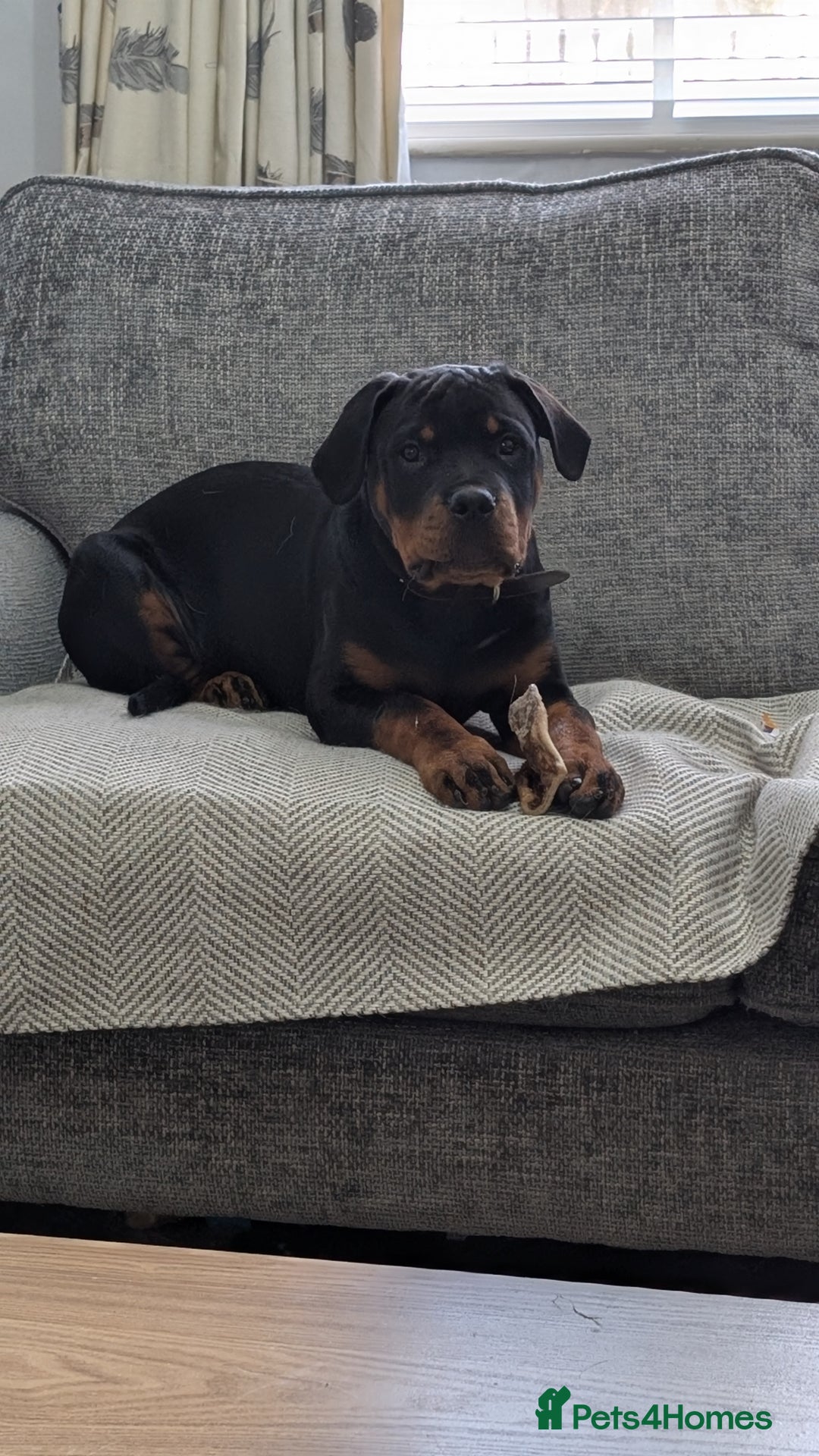 Rottweiler dogs for sale: 6 months male Rottie - Image 6