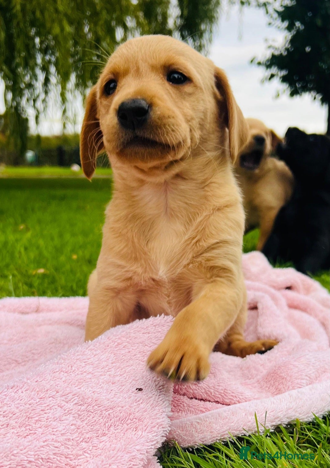 Labrador Retriever dogs for sale: Working Lab's  - Image 5
