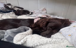Mixed Breed dogs for sale: Lilly dachshund cocker spaniel  - Image 5